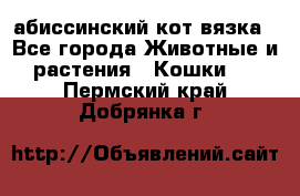 абиссинский кот вязка - Все города Животные и растения » Кошки   . Пермский край,Добрянка г.